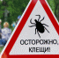 Осторожно, клещи! - Бокситогорский район